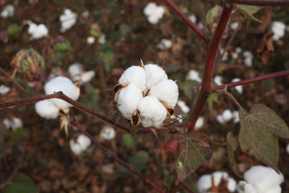 Is 100 Cotton Sustainable